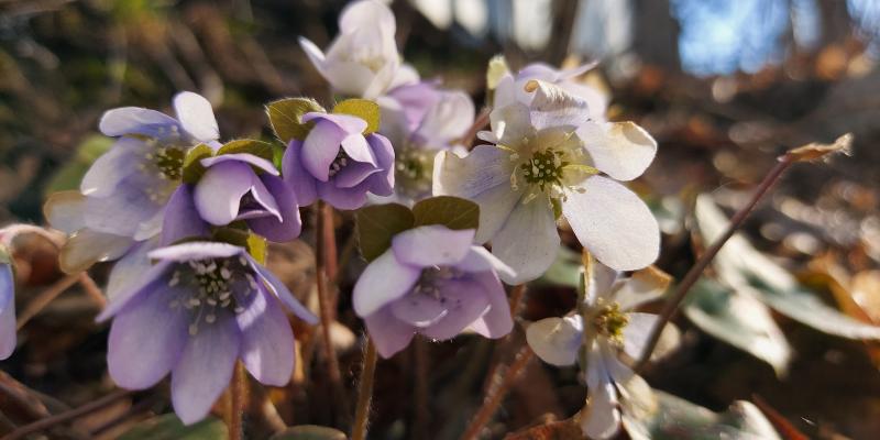 Close-up of anemone hepatica