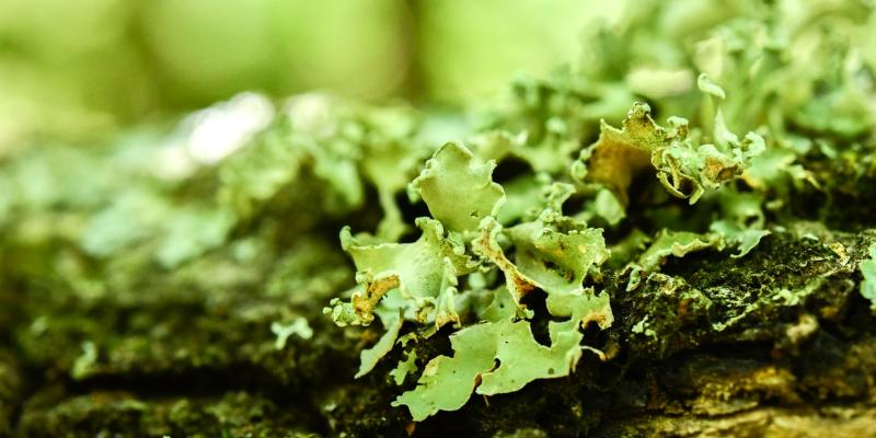 lähikuva sammalesta