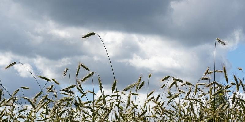 Fält och molnig himmel.