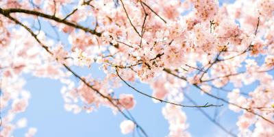 Kuvituskuva, jossa on vaalenapunaisena kukkivia kirsikkapuita. 