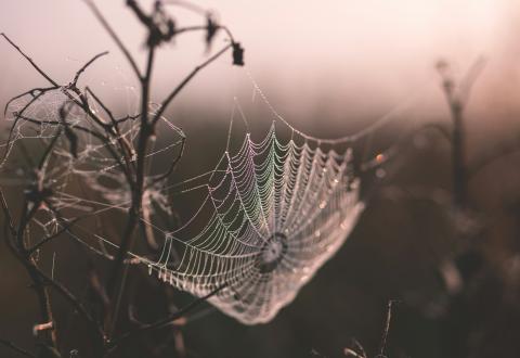 Illustration with a picture about a spiderweb.
